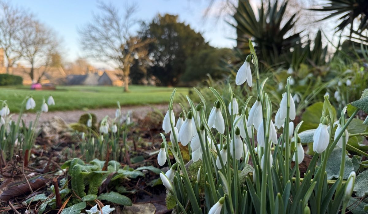 BLOG - 20250116 - Snowdrops in the Upper Garden at Cotehele