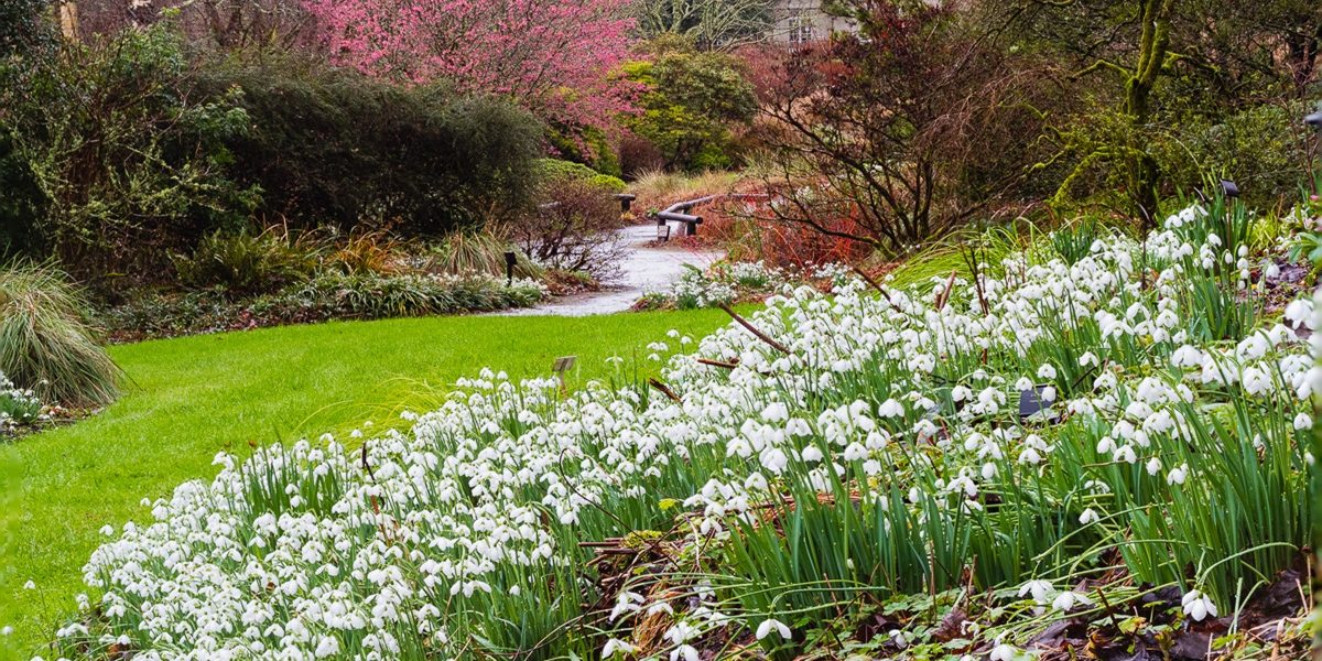 February view of the snowdrop drifts, Galanthus elwesii varieties, The Garden House, Devon, UK