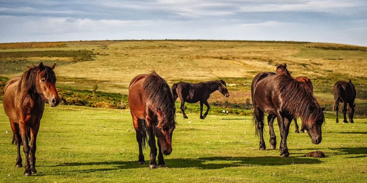Visit_Tamar_Valley_Dartmoor_Ponies